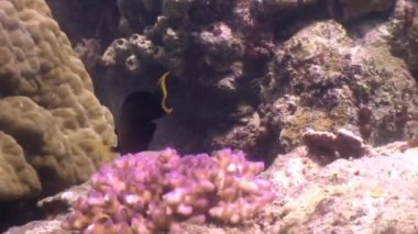 Yaban hayatı Filipinler ocean renkli balık suyun altında