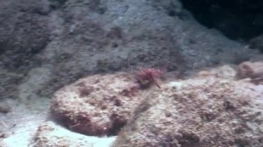 Sualtı yaban hayatı Filipinler okyanusta balık.