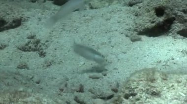 Sualtı yaban hayatı Filipinler okyanusta balık.