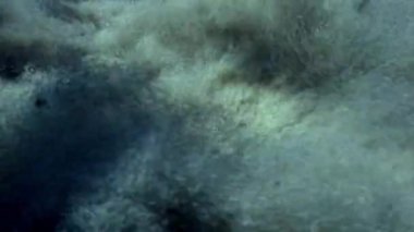 Sualtı yaban hayatı Filipinler ocean kumlu altta maskeli yassı balıklar.