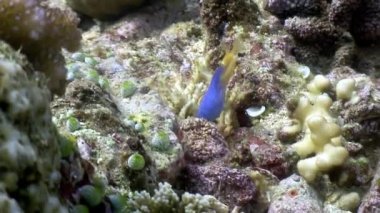 Yaban hayatı Filipinler ocean su altında balık ilginç mavi.