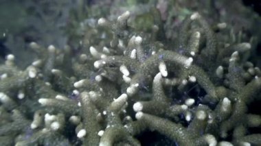 Karides deniz sualtı yaban hayatı Filipinler ocean.