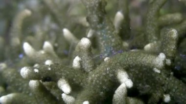 Karides deniz sualtı yaban hayatı Filipinler ocean.