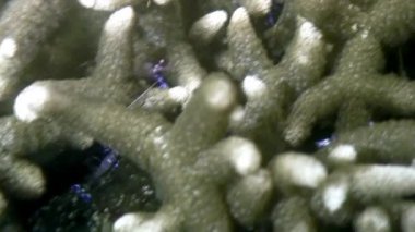 Karides deniz sualtı yaban hayatı Filipinler ocean.