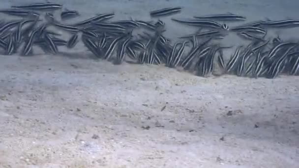 Streifenfischschwärme unter Wasser im Meer der wilden Philippinen. — Stockvideo