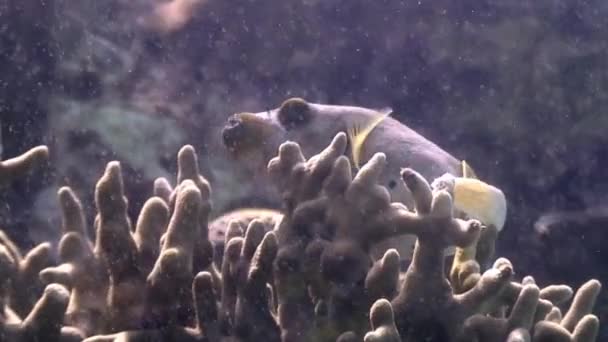Buchsfische unter Wasser im Meer der wilden Philippinen. — Stockvideo