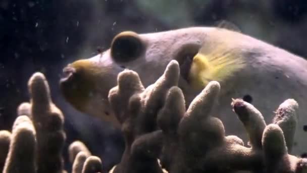 Havýši pod vodou v oceánu wildlife Filipíny. — Stock video