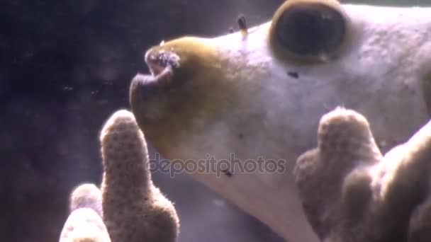 Kosterowate pod wodą w oceanie dzikiej Filipiny. — Wideo stockowe