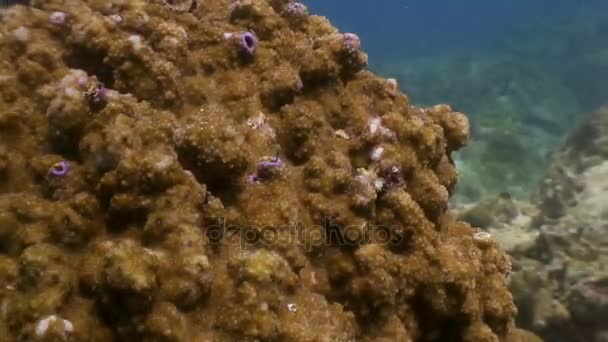 Coralli gialli sott'acqua nell'oceano della fauna selvatica Filippine . — Video Stock