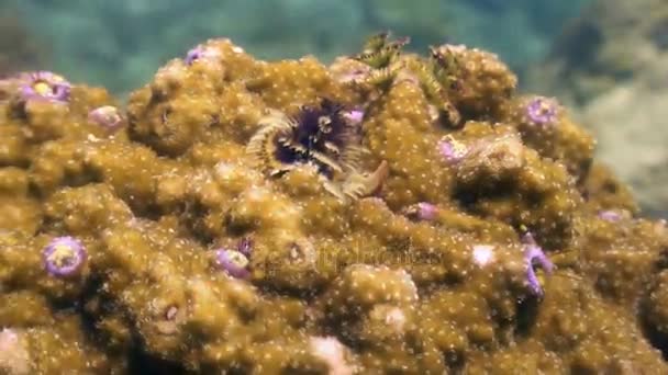 Coraux jaunes sous-marins dans l'océan de la faune Philippines . — Video