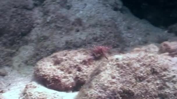 Poisson sous-marin dans l'océan de la faune Philippines .