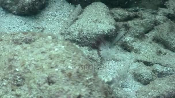 Fische unter Wasser im Meer der wilden Philippinen. — Stockvideo