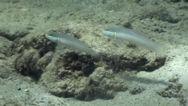 Fisk under vattnet i havet djurliv Filippinerna. — Stockvideo