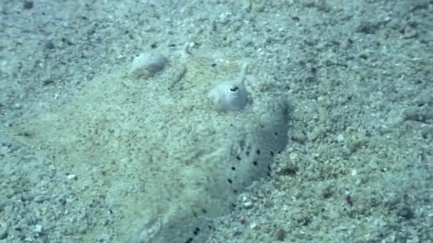 Platýse maskován pod vodou na písčité dno v oceánu wildlife Filipíny. — Stock video