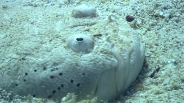 Flatfish masked underwater on sandy bottom in ocean of wildlife Philippines. — Stock Video