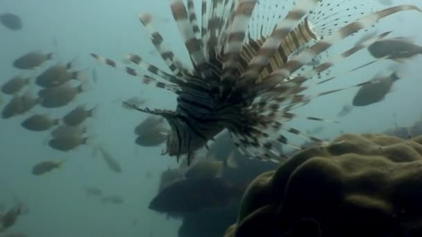 Scorpionfish sualtı mercan yaban hayatı, Filipinler. — Stok video