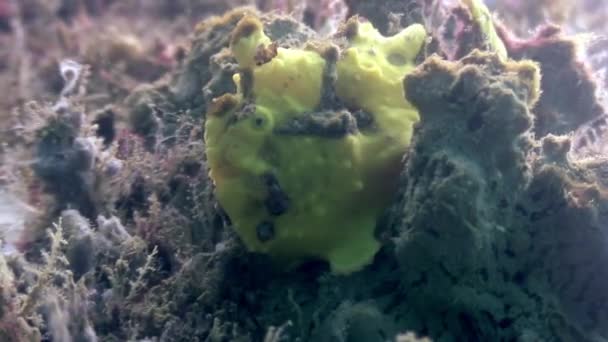 Pietra di pesce è mascherato sott'acqua in oceano di fauna selvatica Filippine . — Video Stock