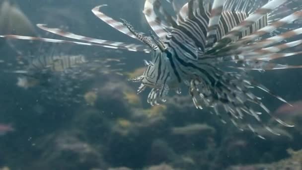 Scorpionfish underwater in coral of wildlife of Philippines. — Stock Video