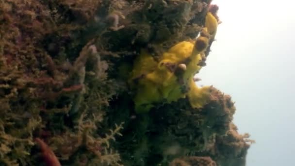 물고기 돌은 야생 필리핀의 바다에서 수 중 마스크. — 비디오