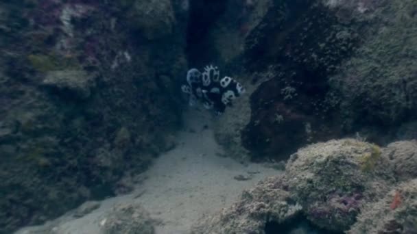 Peixes coloridos subaquáticos no oceano da vida selvagem Filipinas . — Vídeo de Stock