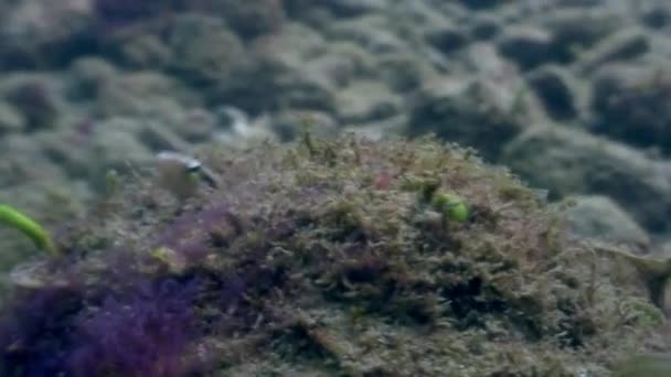 Γοβιούς υποβρύχια ψάρια στον ωκεανό της άγριας ζωής Φιλιππίνες. — Αρχείο Βίντεο