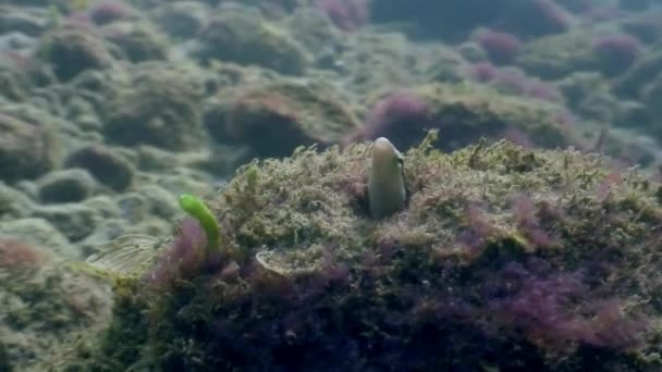 Goby peces bajo el agua en el océano de la vida silvestre Filipinas . — Vídeos de Stock