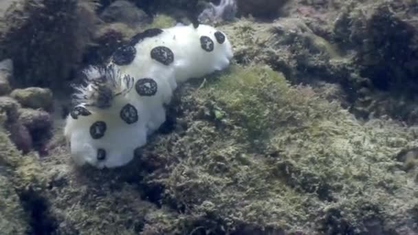 Nudibranches sous-marines dans l'océan de la faune Philippines . — Video
