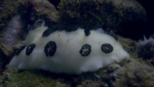 Nudibranchs, pod wodą w oceanie dzikiej Filipiny. — Wideo stockowe