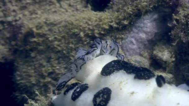 Γυμνοβράγχια υποβρύχια στον ωκεανό της άγριας ζωής Φιλιππίνες. — Αρχείο Βίντεο