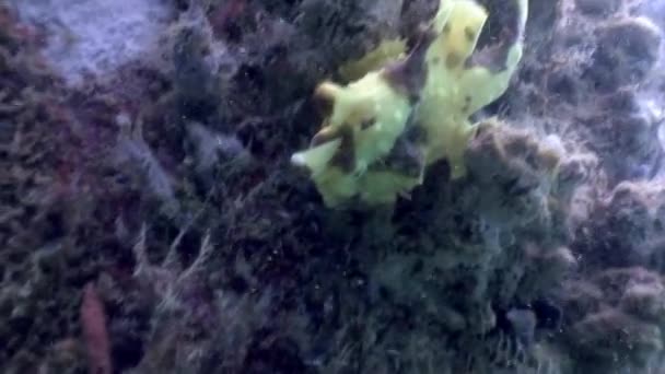 Fish stone is masked underwater in ocean of wildlife Philippines. — Stock Video