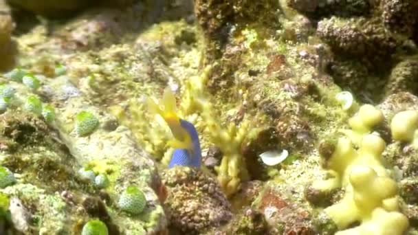 Poisson bleu intéressant sous l'eau dans l'océan de la faune Philippines . — Video