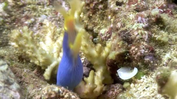 興味深い野生動物フィリピンの海の水中魚青. — ストック動画