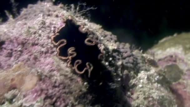 Nudibrânquios subaquáticos no oceano da vida selvagem Filipinas . — Vídeo de Stock