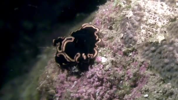 Nudibranchs underwater in ocean of wildlife Philippines. — Stock Video
