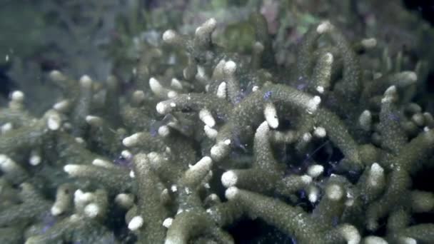 Mar de camarão subaquático no oceano da vida selvagem Filipinas . — Vídeo de Stock