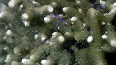 Karides deniz sualtı yaban hayatı Filipinler ocean.