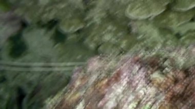 Kerevit sualtı yaban hayatı Filipinler ocean.