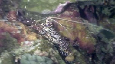 Kerevit sualtı yaban hayatı Filipinler ocean.