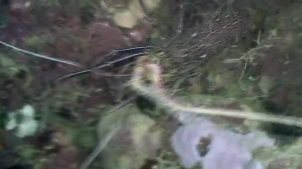 Écrevisses sous-marines dans l'océan de la faune Philippines .