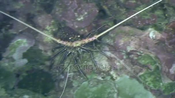 Crayfish underwater in ocean of wildlife Philippines. — Stock Video