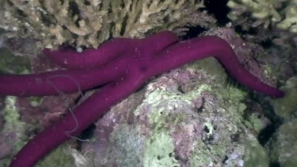 Starfish under vattnet i havet djurliv Filippinerna. — Stockvideo