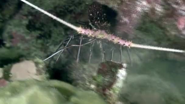 Crayfish underwater in ocean of wildlife Philippines. — Stock Video