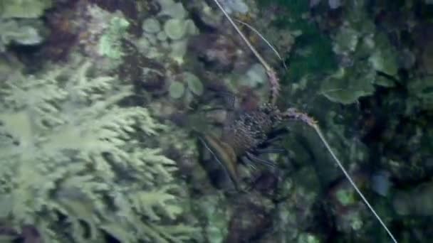 Cangrejos de río bajo el agua en el océano de vida silvestre Filipinas . — Vídeo de stock