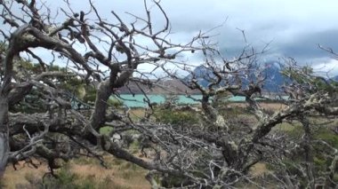 Ağaçlar ve bitkiler Antarktika'okyanus kıyısında arka plan üzerinde karlı dağlar.