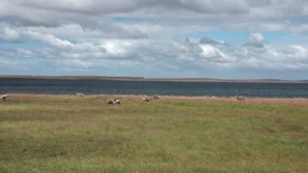 Baranina owiec campingowych ssak zwierzę na ocean wybrzeża Patagonii. — Wideo stockowe