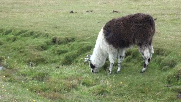 Alpacka exotiska däggdjur vilda djur i Anderna i Patagonien. — Stockvideo