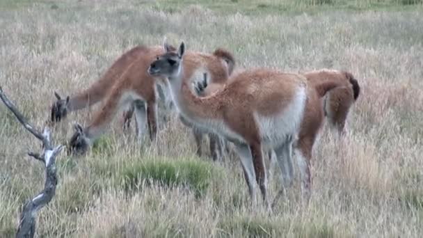 Guanaco láma egzotikus emlős vadon élő állat, Patagónia, Andok-hegység. — Stock videók