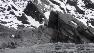 Beyaz kutup ayısı Spitsbergen ıssız bir buzlu tundra karda yürürken.