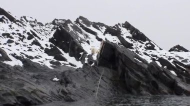 Beyaz kutup ayısı Spitsbergen Nordic badlands yiyecek bulmak gitmek.