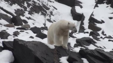 Kutup ayısı Spitsbergen Nordic badlands yiyecek bulmak gitmek.